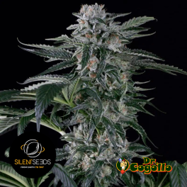 Semillas AUTO MOBY DICK Silent Seeds