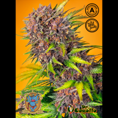 Semillas AUTO DIABLO ROJO XL Sweet Seeds.