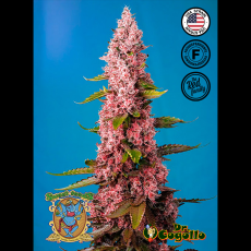 Semillas RED HOT COOKIES Sweet Seeds.
