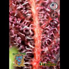 Semillas RED HOT COOKIES Sweet Seeds.
