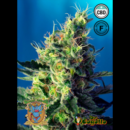 Semillas SWEET PURE CBD Sweet Seeds.