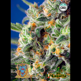 Semillas SWEET PURE CBD Sweet Seeds.