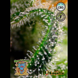 Semillas SWEET PURE CBD Sweet Seeds.