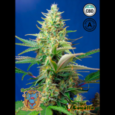 Semillas AUTO SWEET PURE CBD Sweet Seeds.