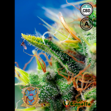 Semillas AUTO SWEET PURE CBD Sweet Seeds.