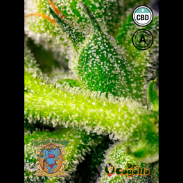 Semillas AUTO SWEET PURE CBD Sweet Seeds.