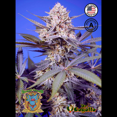 Semillas TROPICAL & DELICIOUS MIX AUTO Sweet Seeds. 2