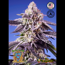 Semillas TROPICAL & DELICIOUS MIX AUTO Sweet Seeds.