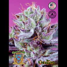 Semillas FRUITY & DELICIOUS MIX AUTO Sweet Seeds. 2