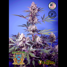 Semillas SWEET MONSTER MIX Sweet Seeds. 2