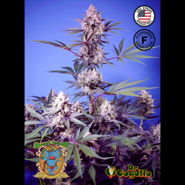 Semillas SWEET MONSTER MIX Sweet Seeds.