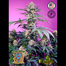 Semillas SWEET MONSTER MIX Sweet Seeds.