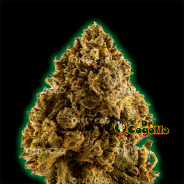 FLORES ONLY CBD ZKITTLEZ - Dr.Cogollo CBD Shop