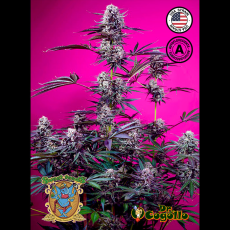 Semillas FRUITY & DELICIOUS MIX AUTO Sweet Seeds.