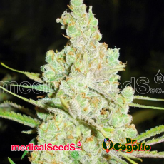 Semillas 1024 Medical Seeds.