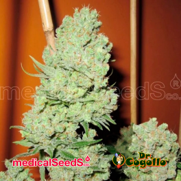 Semillas CHANNEL+ Medical Seeds.