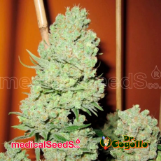 Semillas CHANNEL+ Medical Seeds.