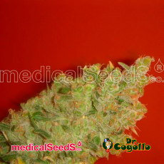 Semillas JACK LA MOTA Medical Seeds.