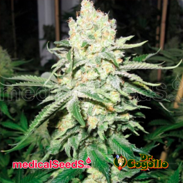Semillas NO NAME Medical Seeds.