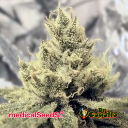 Semillas Y GRIEGA Medical Seeds.