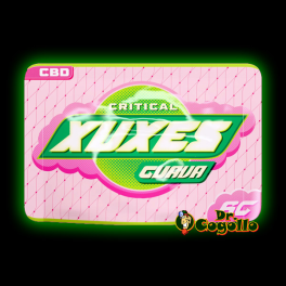 Flores Xuxes CBD CRITICAL GUAVA 6 GR - Dr.Cogollo CBD Shop