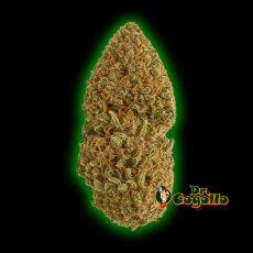 Flores Xuxes CBD CRITICAL GUAVA 6 GR - Dr.Cogollo CBD Shop 2