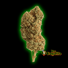 Flores Xuxes CBD MANDARIN HAZE 6 GR - Dr.Cogollo CBD Shop 2
