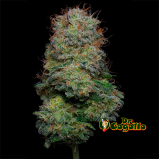 FLORES INDOOR PREMIUM PINEAPPLE PLEASURE 3 GR EVA CBD 2
