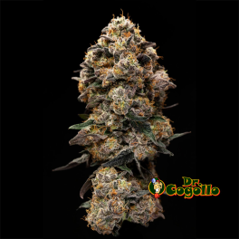 FLORES INDOOR PREMIUM PASSION HAZE 3 GR EVA CBD