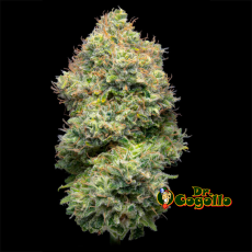 FLORES INDOOR PREMIUM GENESIS OG 3 GR EVA CBD