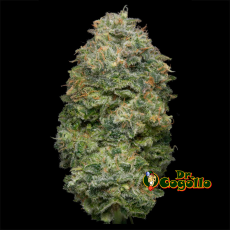 FLORES INDOOR PREMIUM APPLE TREE 3 GR EVA CBD 2