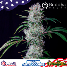 Semillas COOKIE Buddha USA Collection.