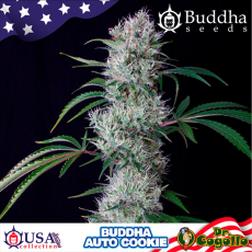Semillas COOKIE Buddha USA Collection.