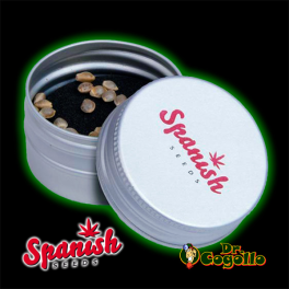 50 Semillas WHITE WIDOW x WHITE WIDOW FAST FLOWERING Spanish Seeds.