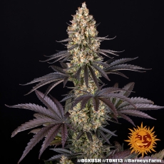 Semillas OG KUSH Barney's Farm