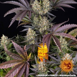 Semillas OG KUSH Barney's Farm