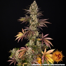 Semillas OG KUSH Barney's Farm