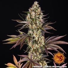Semillas OG KUSH Barney's Farm