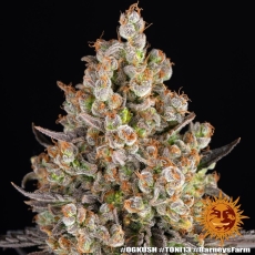 Semillas OG KUSH Barney's Farm