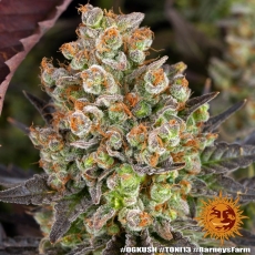 Semillas OG KUSH Barney's Farm