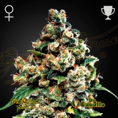 Semillas JACK HERER Green House.