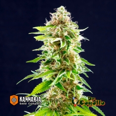 2 SEMILLAS COOKIES HAZE KANNABIA SEEDS