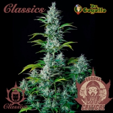 Mix 10 semillas ASSORTED CLASSICS Buddha Classics.