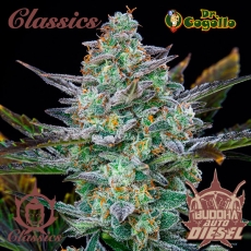 Mix 10 semillas ASSORTED CLASSICS Buddha Classics.