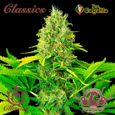 Mix 10 semillas ASSORTED CLASSICS Buddha Classics.